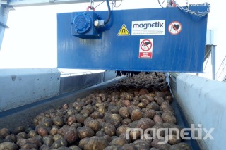 Überbandmagnet - Trennung von Metallverunreinigungen aus Kartoffeln.